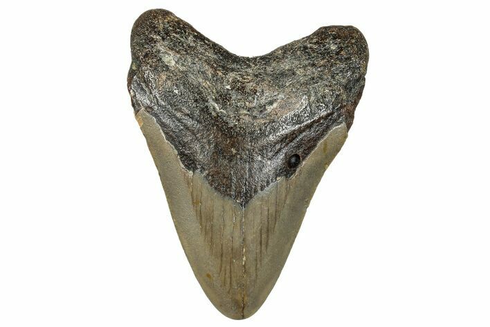Juvenile Megalodon Tooth - North Carolina #272363